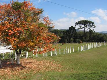 IMG_1519 Lages autumn countryside.12.JPG